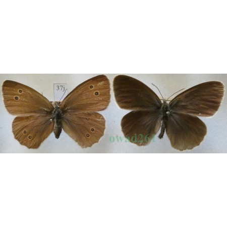 Aphantopus hyperantus (Linnaeus, 1758) pair Przestrojnik trawnik Czech37j